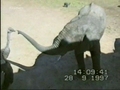 Elefant vs. Strauß