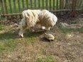 Schildkröte vs. Hund