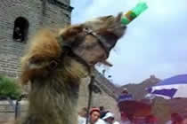 Kamel drinkt Bier