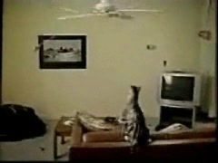Katze am Ventilator