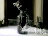 Katze in der Flasche