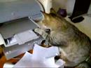 Katze vs. Drucker