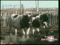 Die Kuh und der Bauer