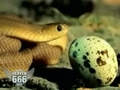 Schlange und Ei