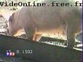 Schwein beim Essen