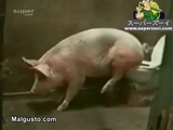 Schwein auf dem Klo