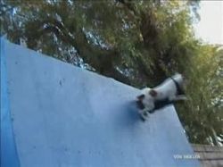 Skateboardhund